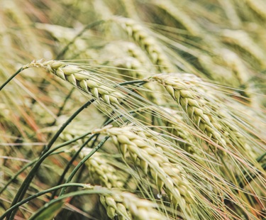 Plant Variety Rights “post-Brexit”